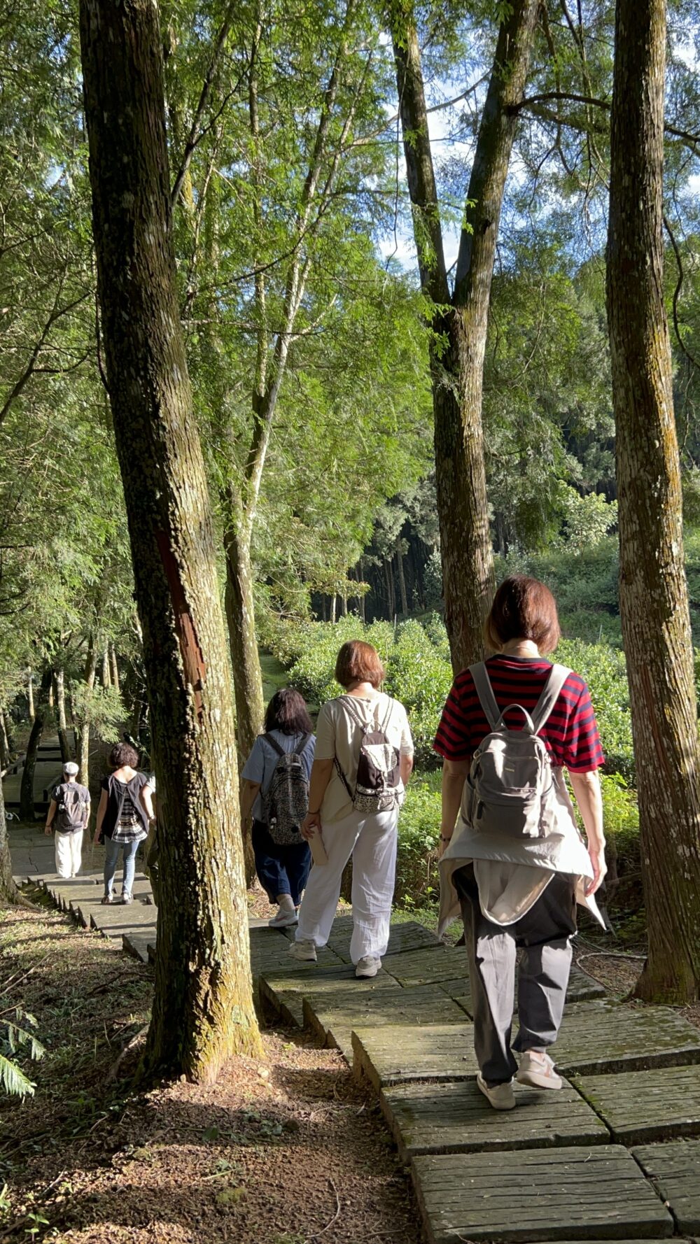 秋旅活動集錦10 回家團:秋收茶旅|回歸本我森林 Retreat
